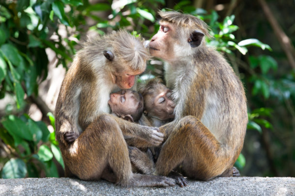 Monkey See, Monkey Feel, Monkey Do: Learning Empathy - Soul Metrics